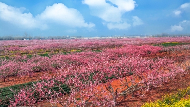 桃花節(jié)即將開(kāi)幕 西華邀您賞桃花