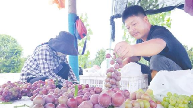 葡萄園里樂豐收