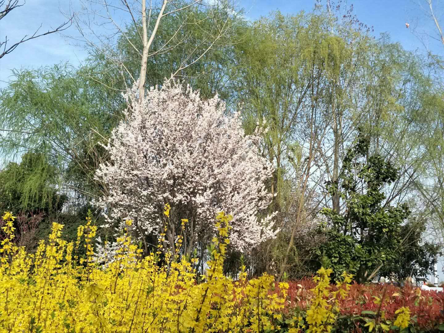 春天里，我們一起來看花