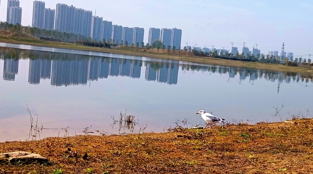 打造水生態(tài)城市，讓周口更宜居