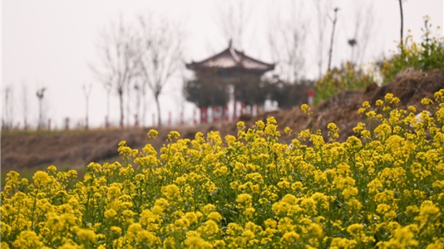 沙潁河畔花如錦