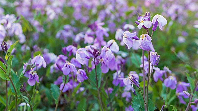 周口：諸葛菜花開(kāi)美如畫(huà)