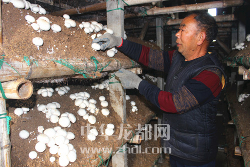 周口項(xiàng)城：食用菌種植基地內(nèi)，工人正在查看雙孢菇長勢(shì)